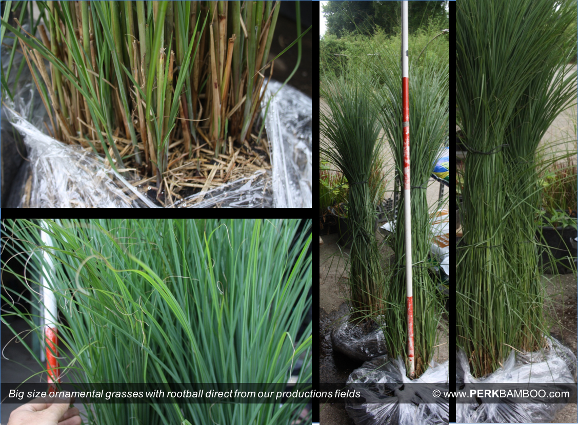 Big size ornamental grasses with rootball direct from our productions fields