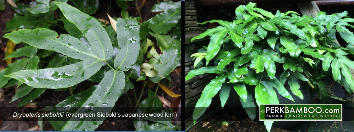 Dryopteris sieboldii evergreen Siebolds Japanese wood fern