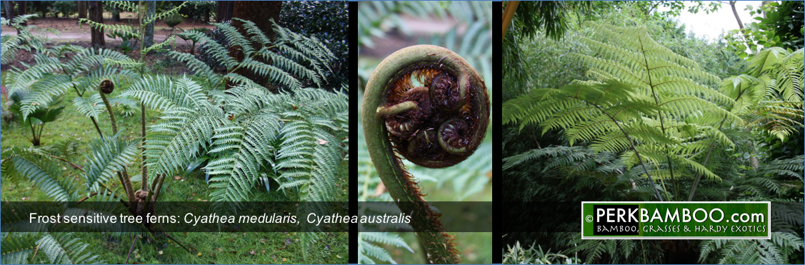 Frost sensitive tree ferns Cyathea medularis Cyathea australis