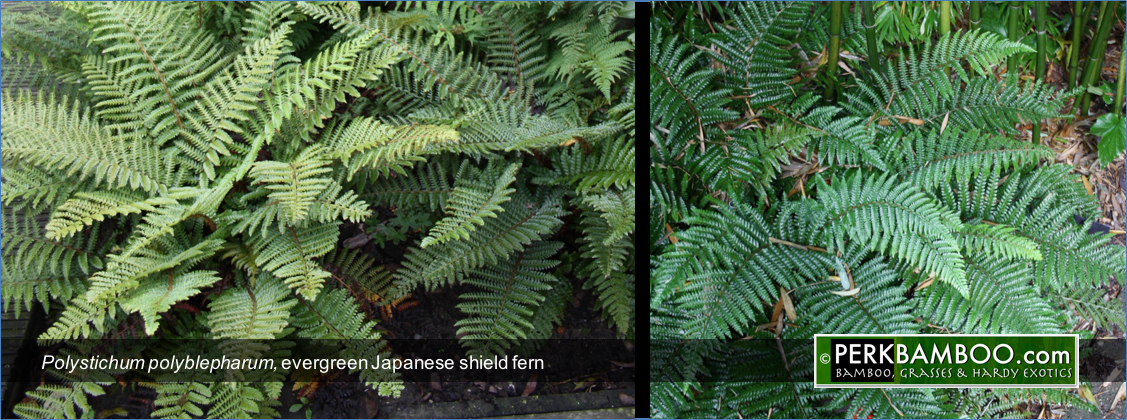 Polystichum polyblepharum evergreen Japanese shield fern