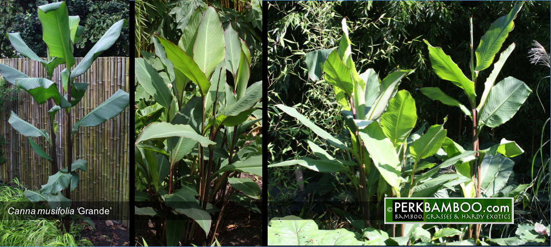 Canna musifolia Grande