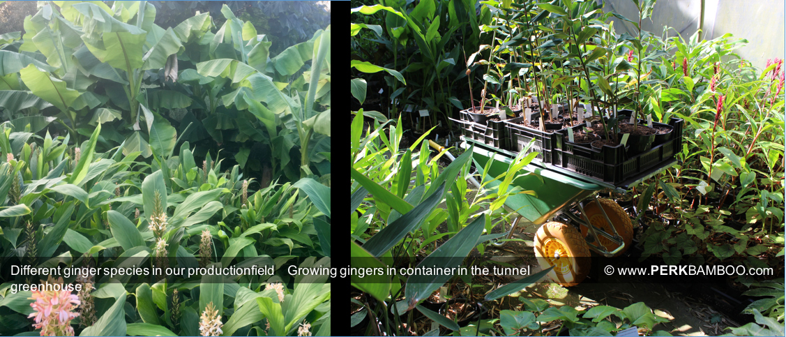 Different ginger species in our productionfield/Growing gingers in container in the tunnel greenhouse