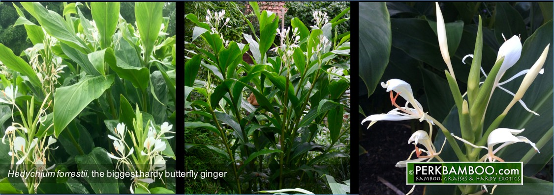 Hedychium forrestii the biggest hardy butterfly ginger