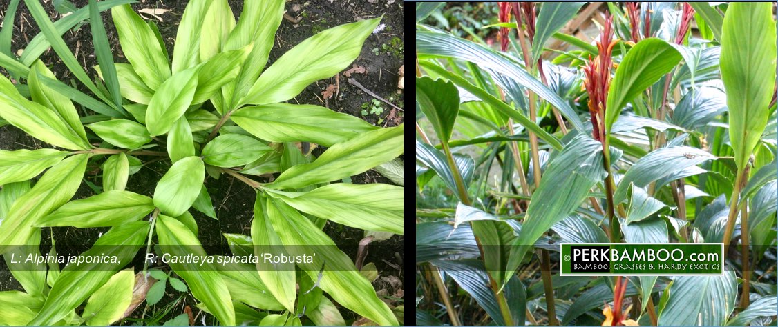 L:Alpinia japonica / R:Cautleya spicata Robusta