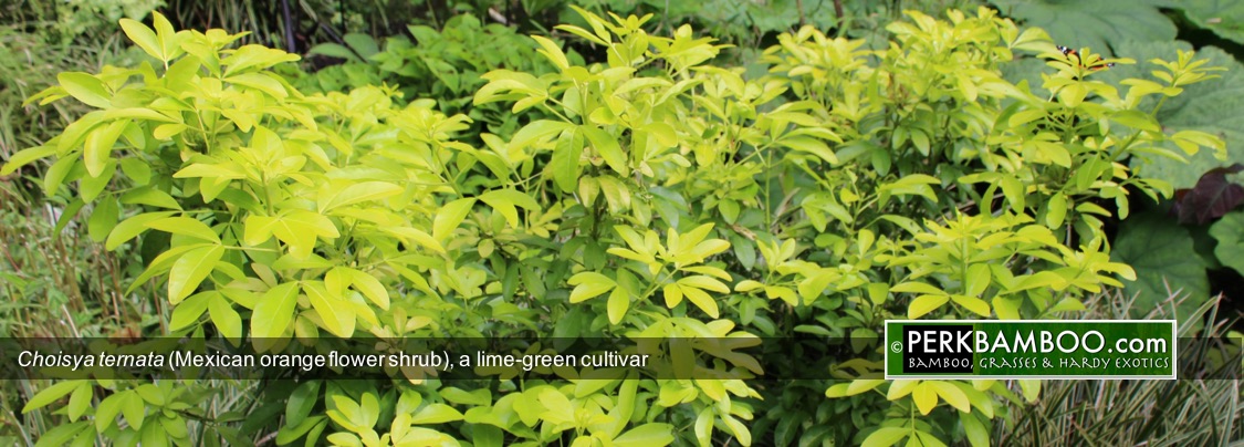 Choisya ternata Mexican orange flower shrub a lime green cultivar