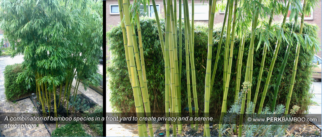 A combination of bamboo species in a front yard to create privacy and a serene atmosphere