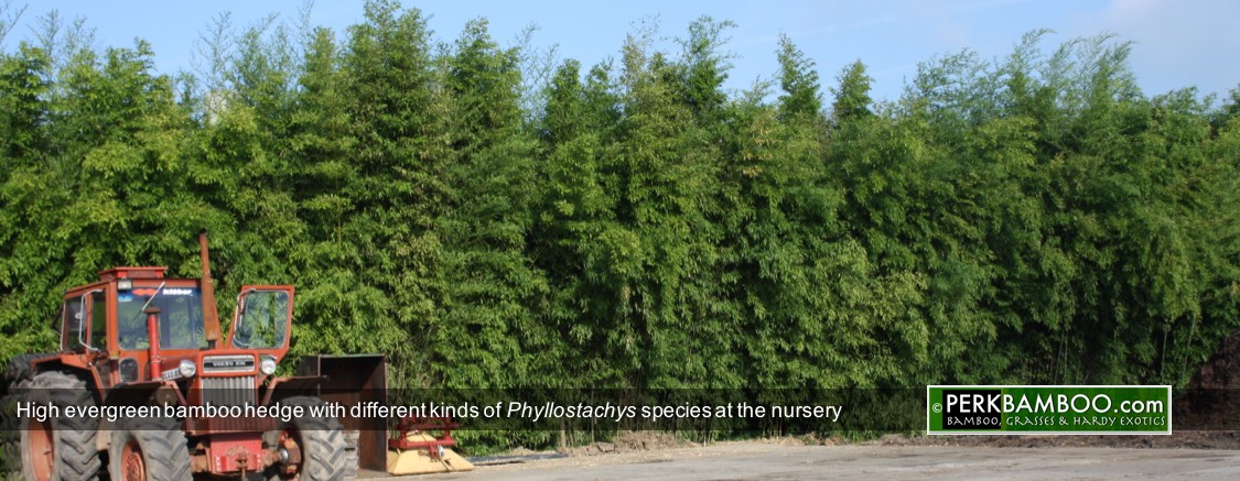 High evergreen bamboo hedge with different kinds of Phyllostachys species at the nursery