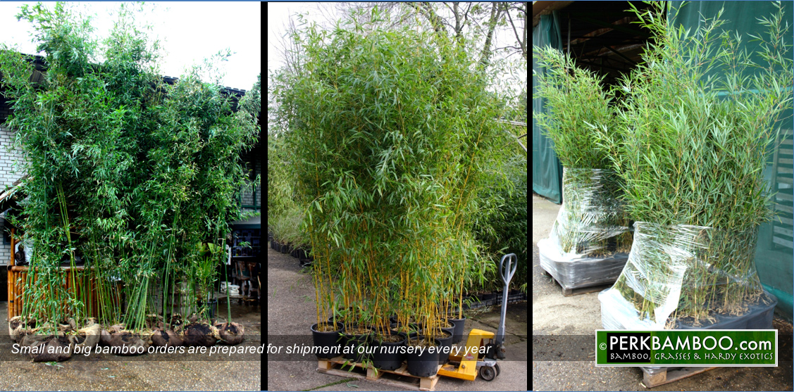 Small and big bamboo orders are prepared for shipment at our nursery every year