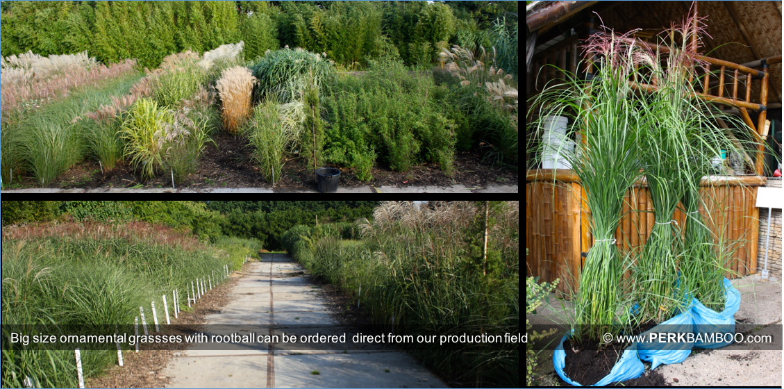 Big size ornamental grassses with rootball can be ordered  direct from our production field