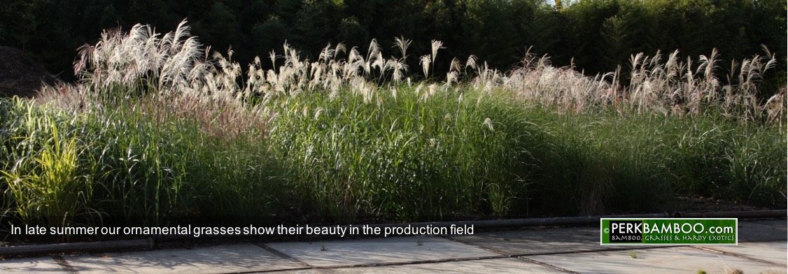 In late summer our ornamental grasses show their beauty in the production field