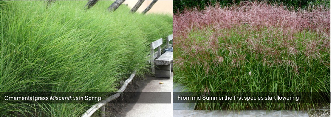 Ornamental grass Miscanthus in Spring from mid Summer the first species start flowering