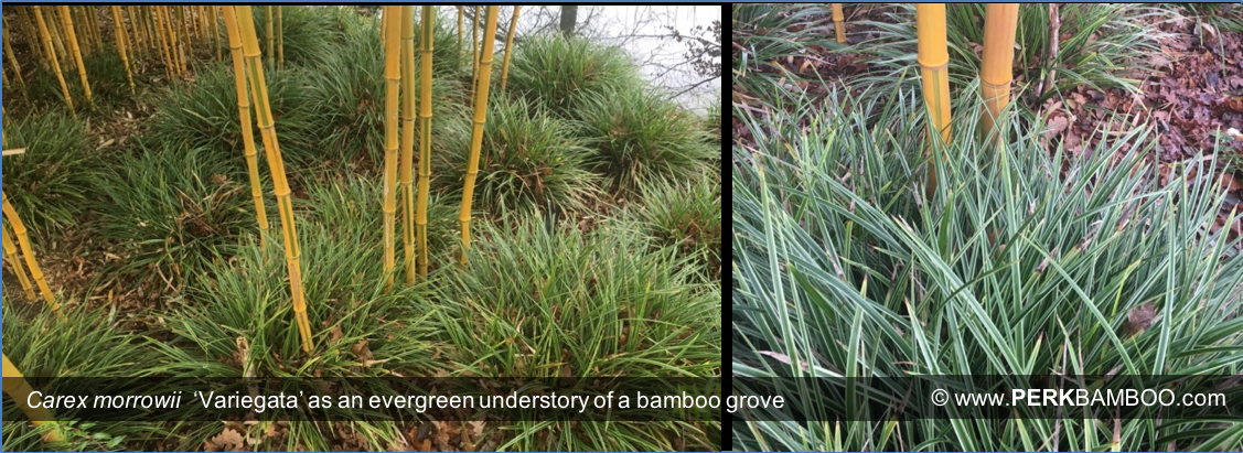 EVERGREEN GRASSES