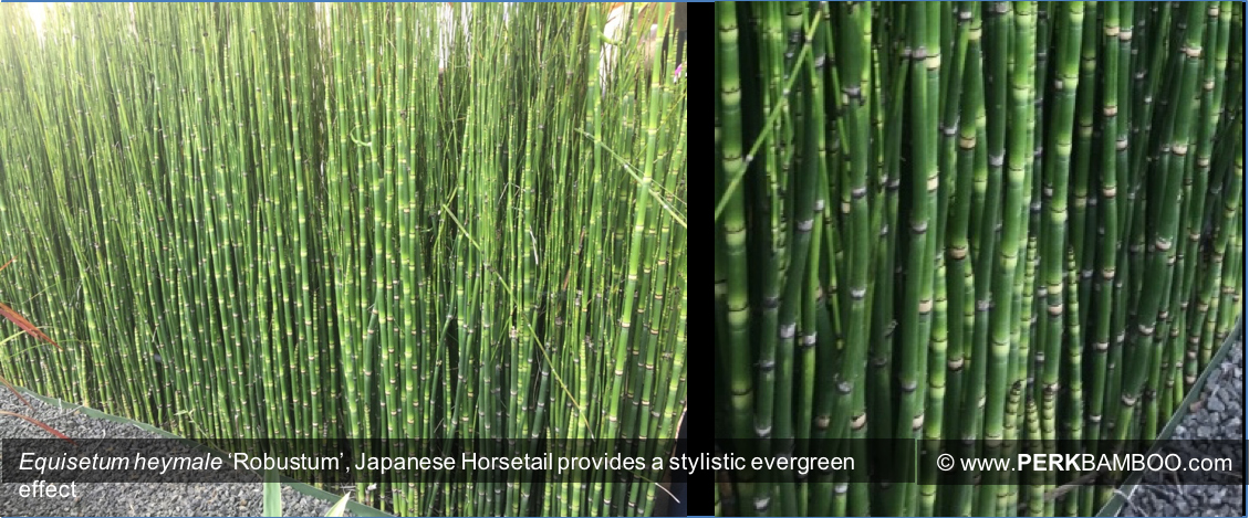 Equisetum heymale Robustum Japanese Horsetail provides a stylistic evergreen effect