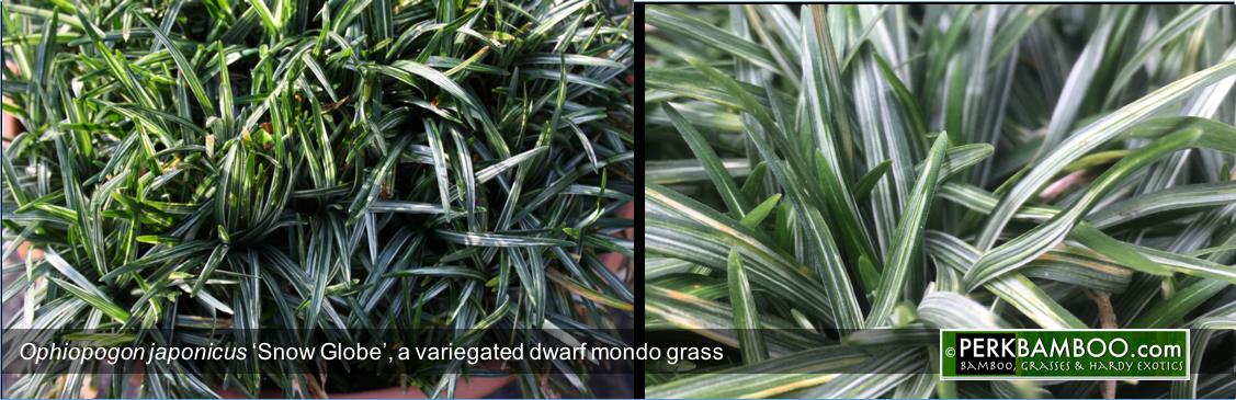 Ophiopogon japonicus Snow Globe a variegated dwarf mondo grass www PerkBamboo com