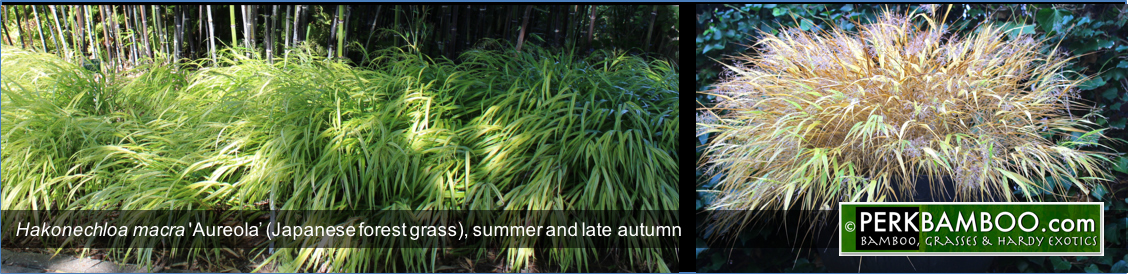 Hakonechloa macra Aureola Japanese forest grass summer and late autumn