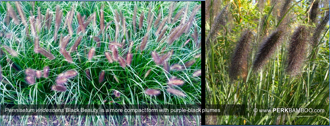 Pennisetum viridescens Black Beauty is a more compact form with purple black plumes