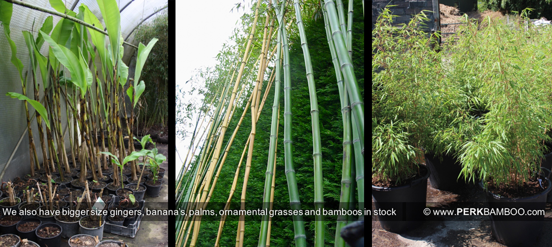 We also have bigger size gingers bananas palms ornamental grasses and bamboos in stock