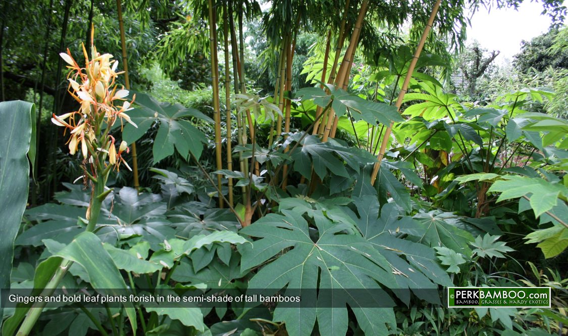 Gingers and bold leaf plants florish in the semi shade of tall bamboos
