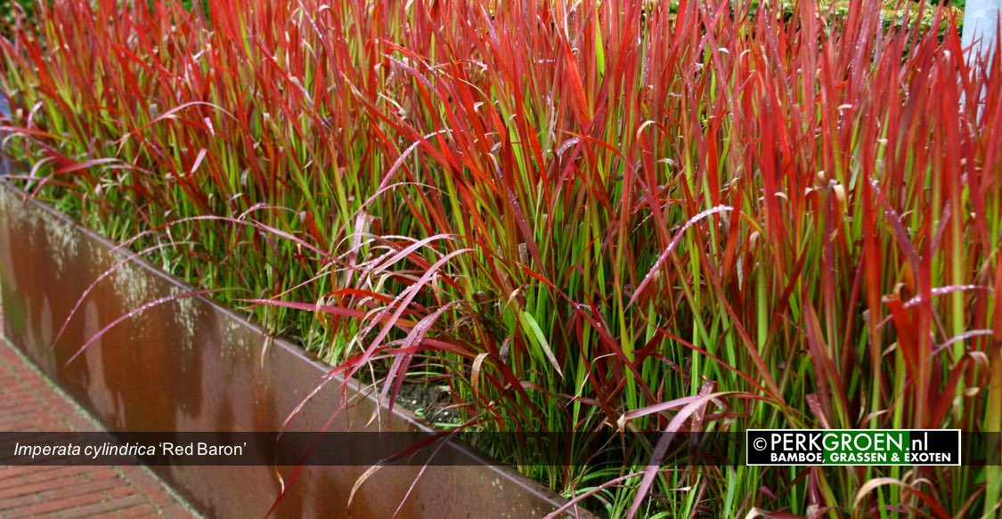 GRASSES FOR TERRACE IN POT