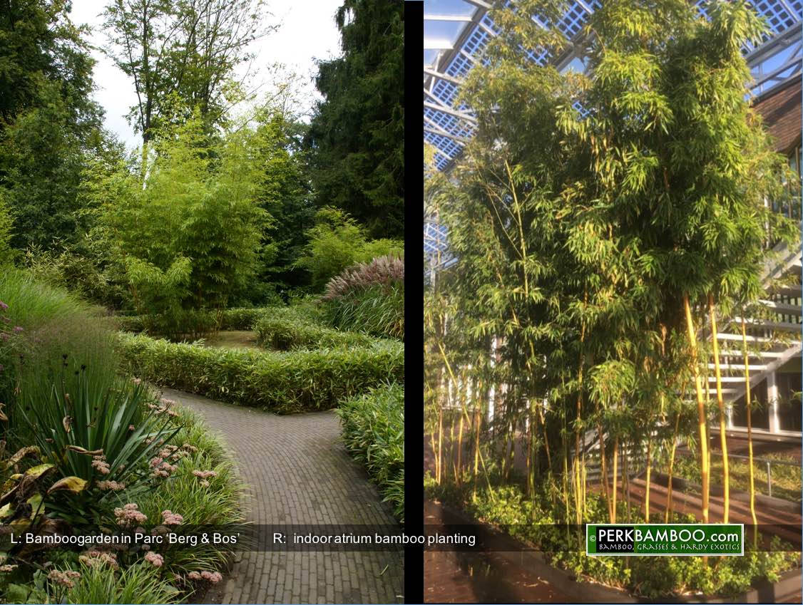 L:Bamboogarden in Parc Berg Bos.R:indoor atrium bamboo planting