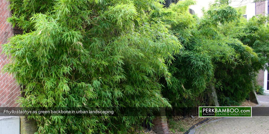 Phyllostachys as green backbone in urban landscaping