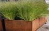 grasses for terrace in pot