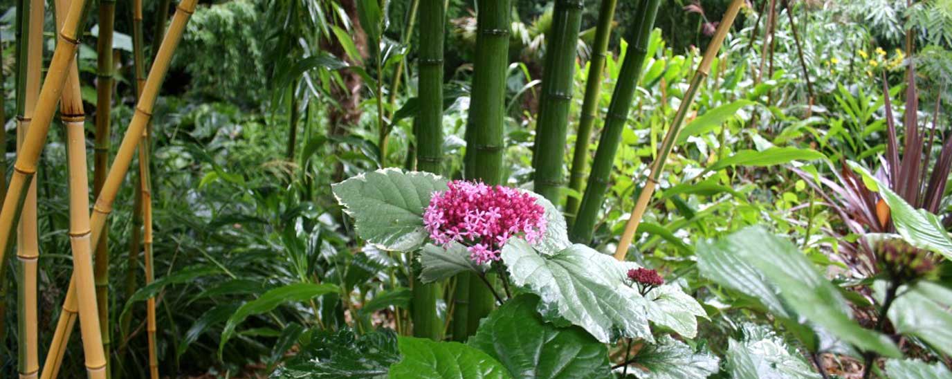 BAMBOO AND GRASSES GENERAL INFORMATION