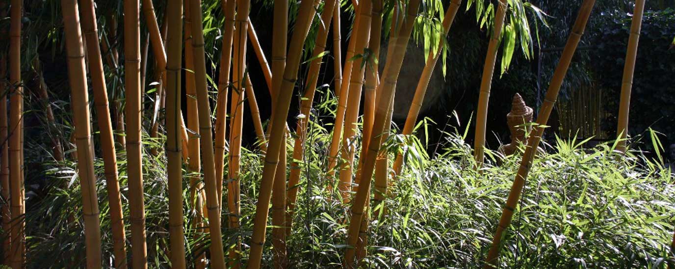 BAMBOO AND GRASSES COLLECT & SHIPMENT