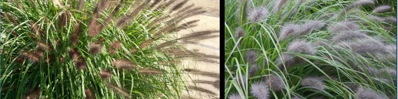 GRASSES IN PUBLIC SPACE