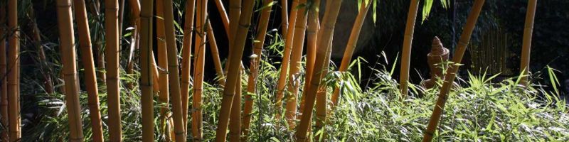 BAMBOO AND GRASSES COLLECT & SHIPMENT