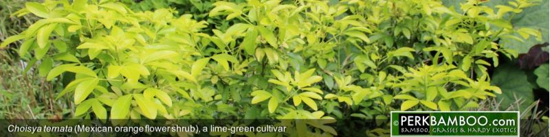 EXOTIC SHRUBS AND TREES
