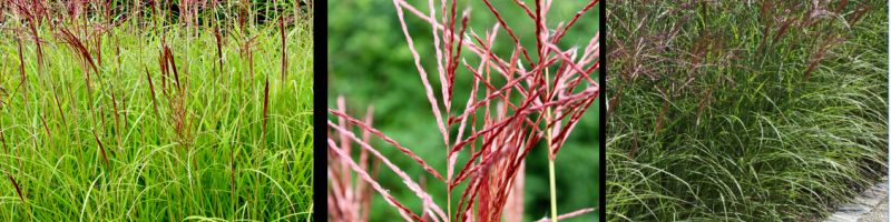 STRUCTURE GRASSES