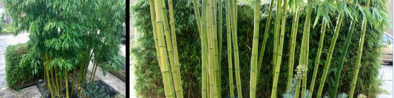 BAMBOO ADVICE