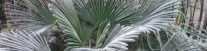 PALMS (ARECACEAE)
