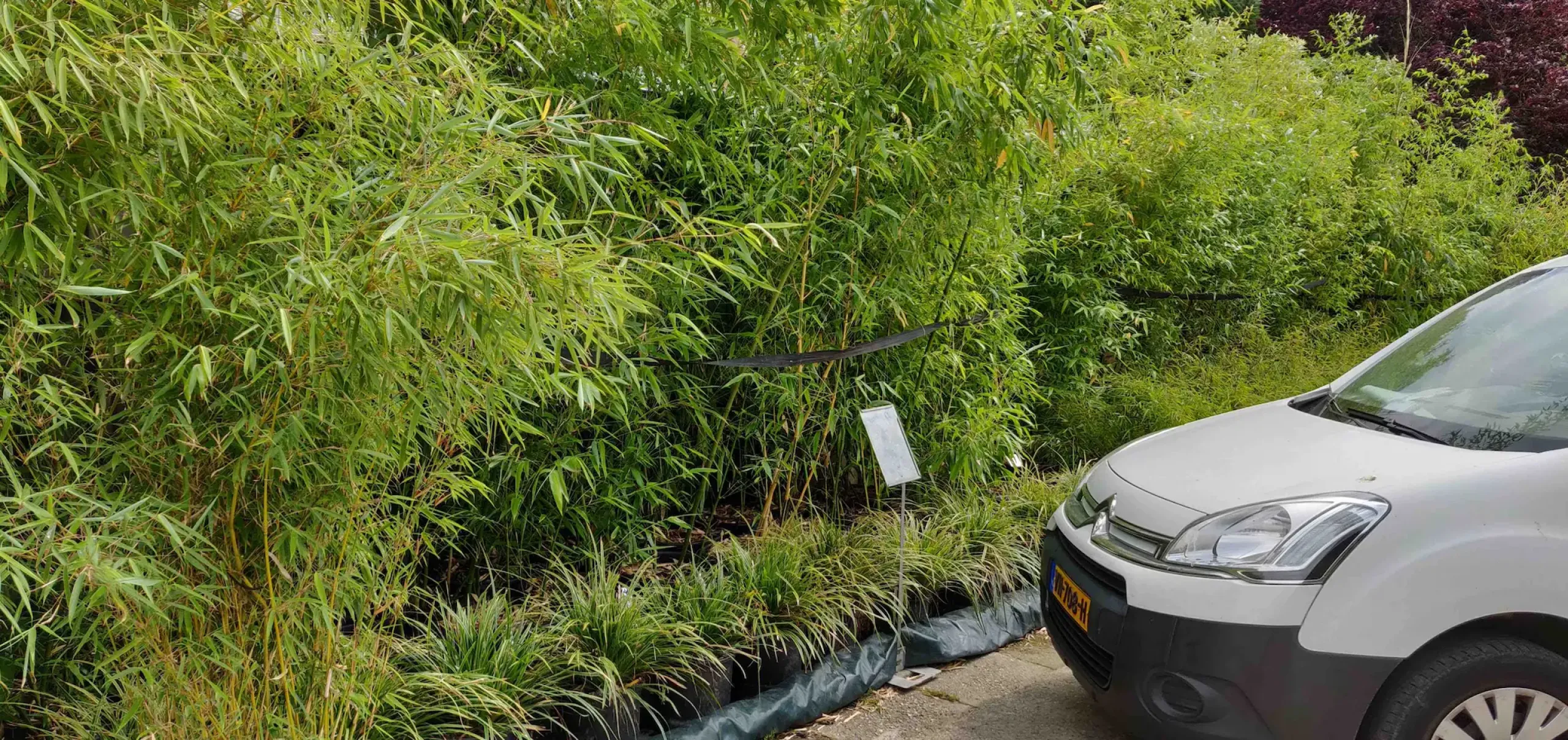 Grote Kleine Bamboes Grassen Parkeerplaats Perk Bamboo Com