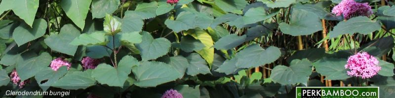 BOLD LEAF PLANTS