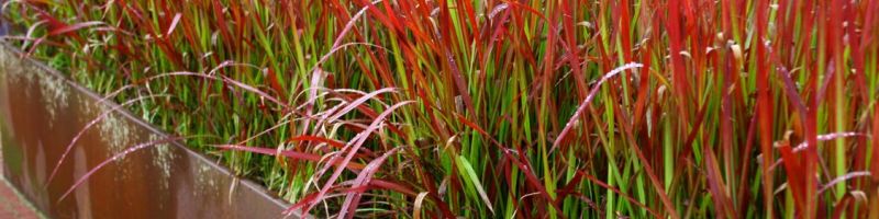 GRASSES FOR TERRACE IN POT