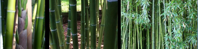 BAMBOO GROVE