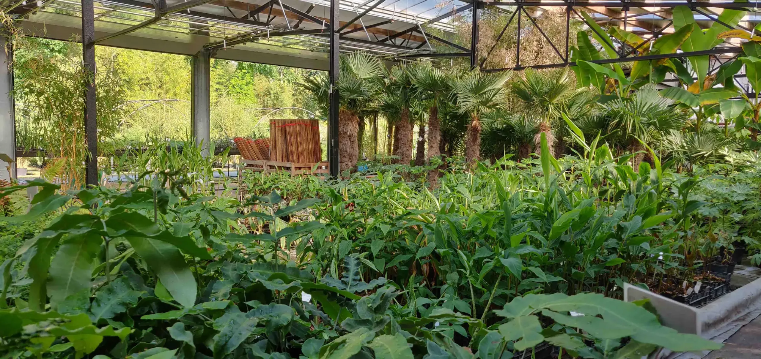 Kwekerijvoorraad Indoors Gingers Arum Palms Nursery Greenhouse Perk Bamboo Com