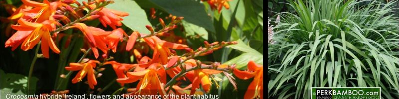 FLOWERING EXOTIC